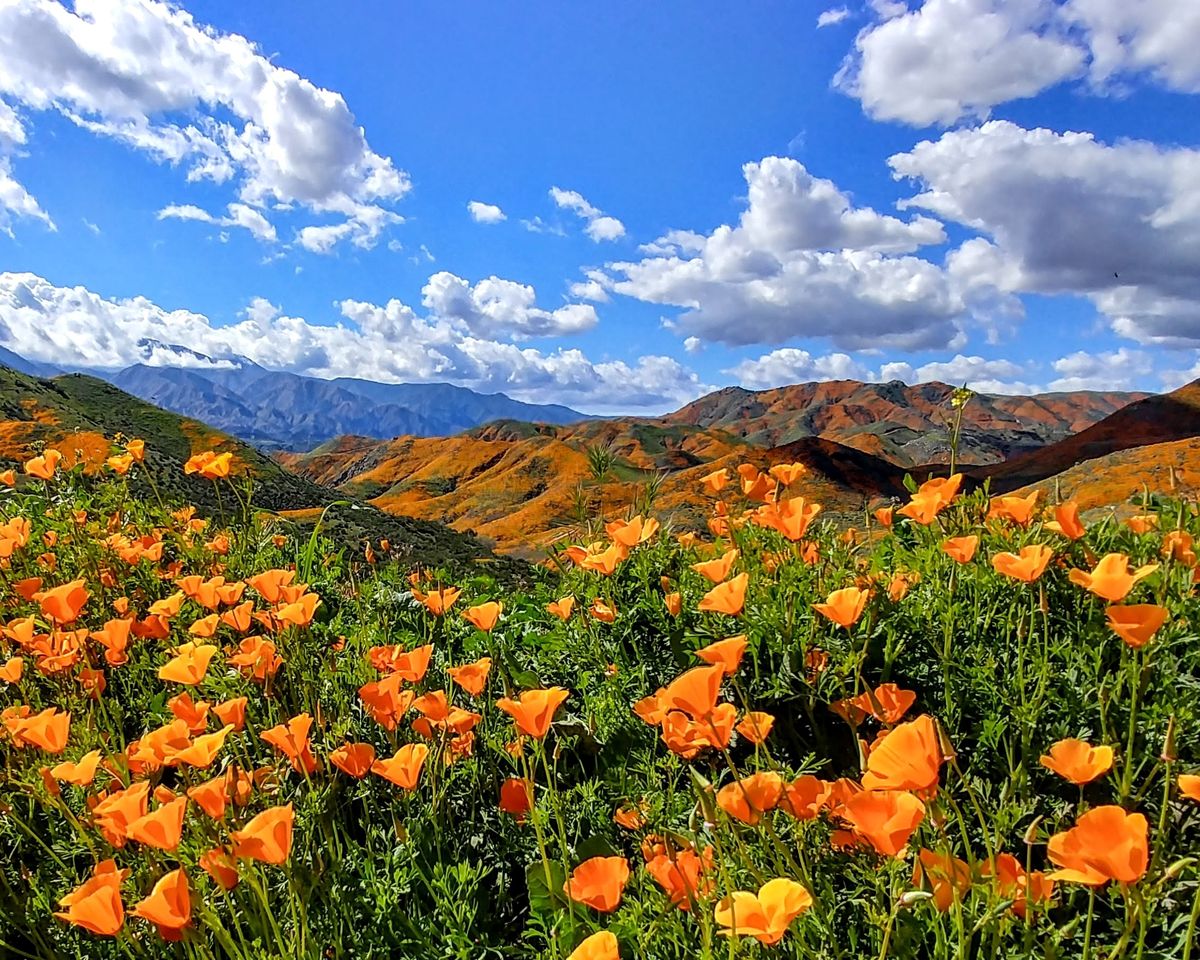 California poppies in bloom on green hills under a blue sky